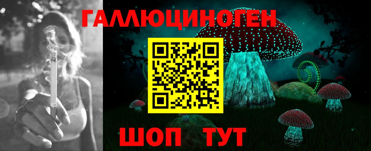 Галлюциногенные грибы Psilocybe Грозный